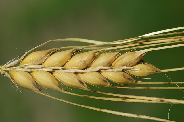 Malting Barley Malting Barley East Cork