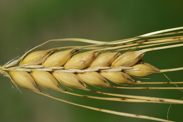 Malting Barley East Cork