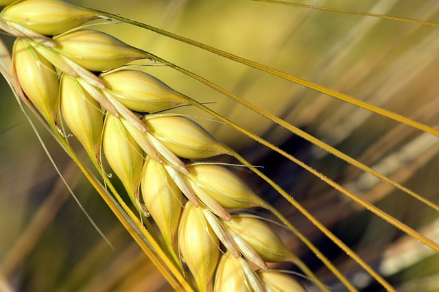 Malting Barley East Cork