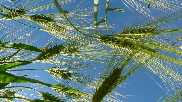 Ear of Malting Barley Malting Barley East Cork