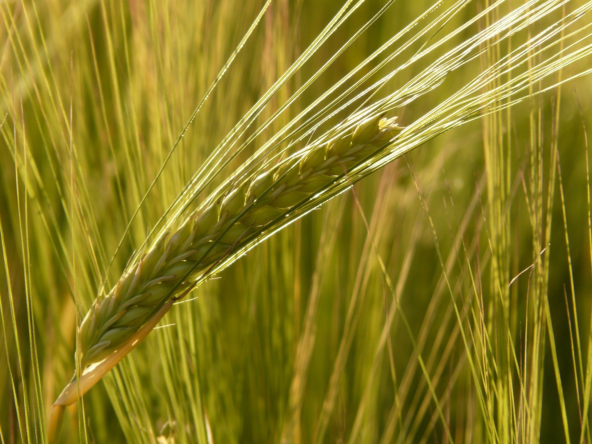 Malting Barley East Cork