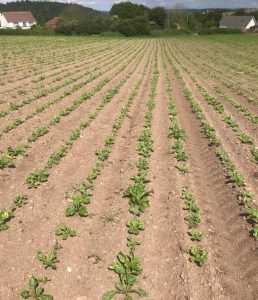 Young beet field