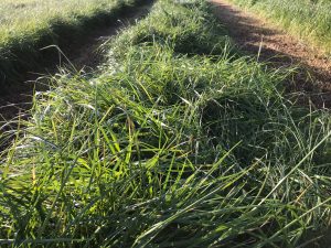 Silage field