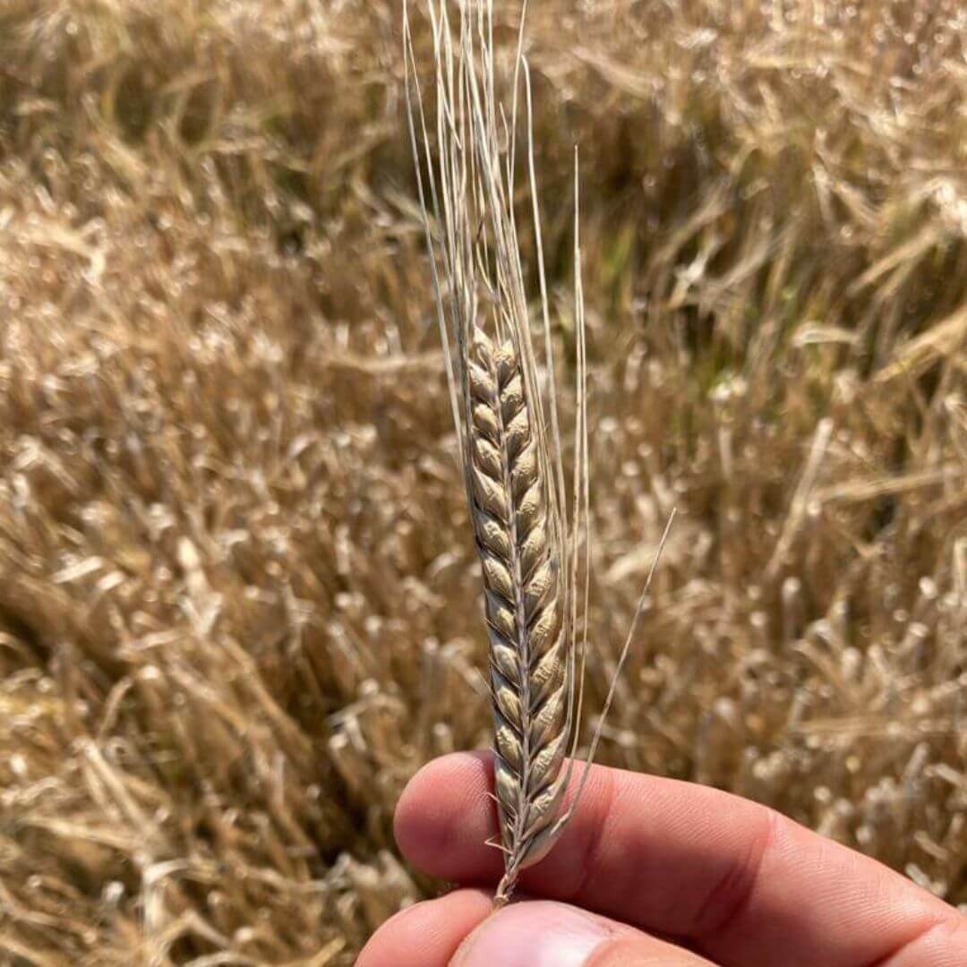 Ear of Malting Barley